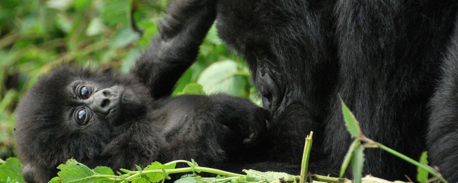 Your Base for Gorilla Trekking in Uganda